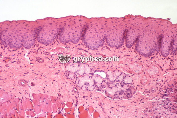 Peau CT x45 - gryphea.org
